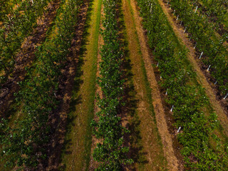 Aerial view. Even rows of fruit trees, garden, field. Agricultural production concept. Summer sunny day. Apple pear trees.