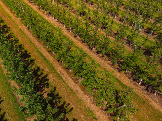 Aerial view. Even rows of fruit trees, garden, field. Agricultural production concept. Summer sunny day. Apple pear trees.