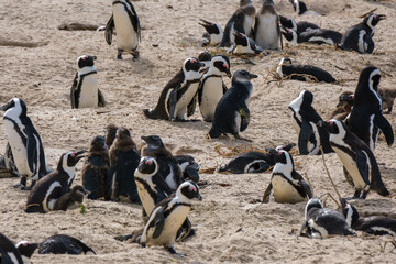 Penguins in Simons Town, Western Cape, South Africa