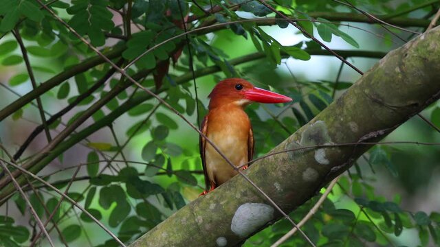 red kingfisher