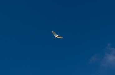 Fototapeta premium A great white heron in flight. Blue sky in background.
