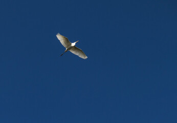 Fototapeta na wymiar A great white heron in flight. Blue sky in background.