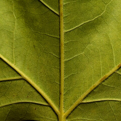 Green leaf texture may be used as background. Macro texture of leaf.