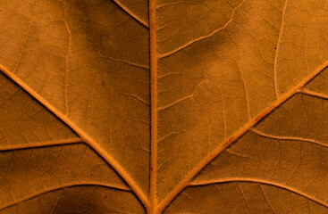 Orange leaf texture may be used as background. Macro texture of leaf.