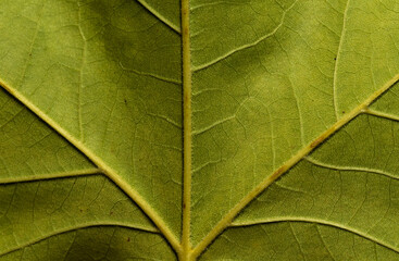 Obraz premium Green leaf texture may be used as background. Macro texture of leaf.