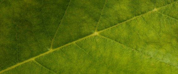 Plakat Green leaf texture may be used as background. Macro texture of leaf.