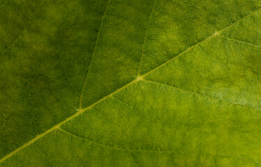 Obraz na płótnie Canvas Green leaf texture may be used as background. Macro texture of leaf.