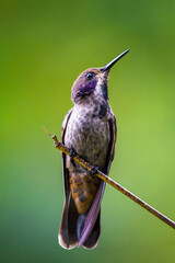 hummingbird in flight © alejandro