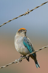 bird on the branch