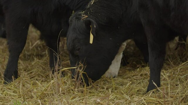 Slow motion of a heifer cows as they graze on hay from a windrow