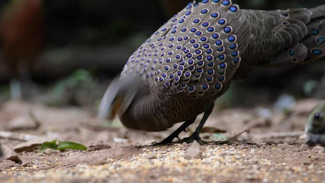 grey peacock pheasant on the ground