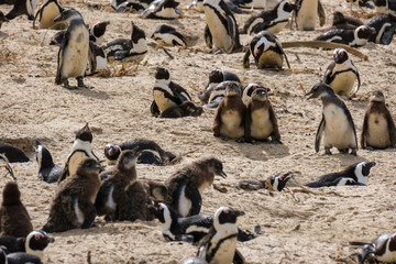 Obraz premium Penguins in Simons Town, Western Cape, South Africa