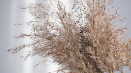 Pampas grass against pecan wall. Abstract natural background of soft plants Cortaderia selloana moving in the wind. Bright and clear scene of plants similar to feather dusters.