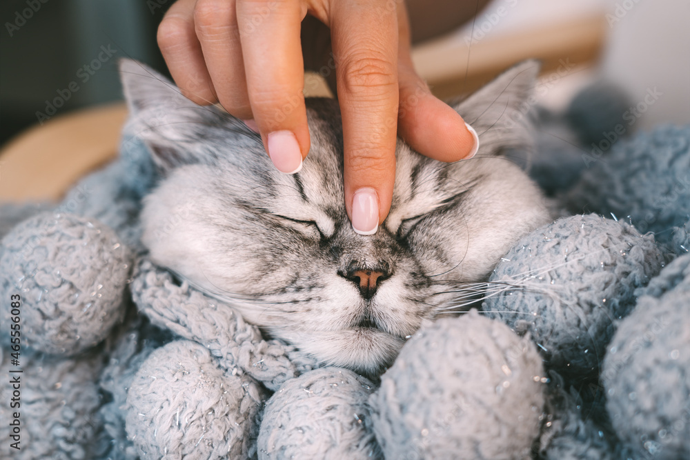 Wall mural woman petting cute lovely cat that sleeps in warm cozy blanket. cat resting or relaxing in woman arm