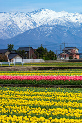 富山の春のイメージを代表するチューリップ畑と残雪の北アルプス