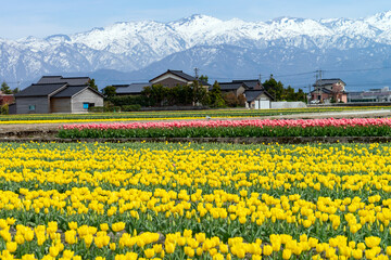 富山の春のイメージを代表するチューリップ畑と残雪の北アルプス