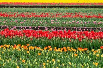 富山の春のイメージを代表するチューリップ畑と残雪の北アルプス