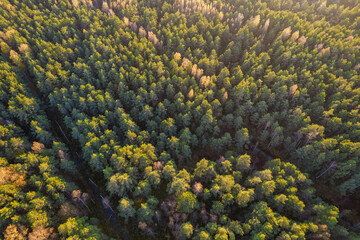 Naklejka na ściany i meble Directly above aerial drone full frame shot of green emerald pine forests and yellow foliage groves with beautiful texture of treetops. Beautiful fall season scenery. Mountains in autumn golden colors