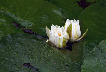 Beautiful pink lotus flower in blooming 