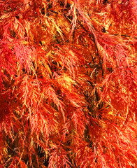 Colors of autumn fall: Red japanese maple tree acer palmatum dissectum