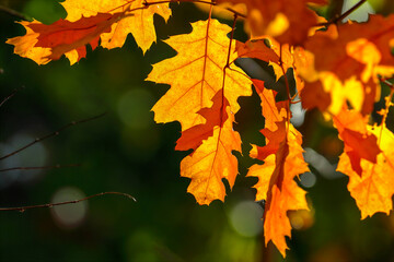 Colorful oak leaves in autumn, soft focus. Blurred background 
