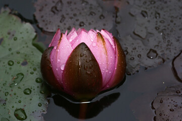 Beautiful pink lotus flower in blooming 