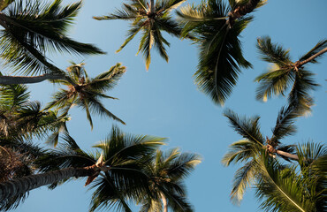 Naklejka na ściany i meble Palm trees against the sky.