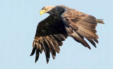 White tailed eagle