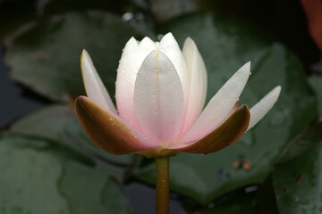 Beautiful pink lotus flower in blooming 