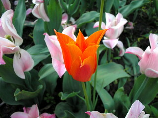 Naklejka premium Beautiful flower in the garden for good colorful floral background