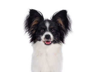 Head shot of excellent white black and tan Epagneul Nain Papillon dog puppy, standing facing front. Looking towards camera. isolated on white background.