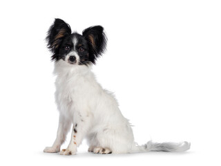 Excellent white black and tan Epagneul Nain Papillon dog puppy, sitting  side ways looking towards...