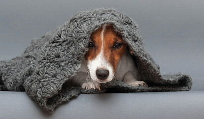 jack russell dog coldly wrapped in a blanket