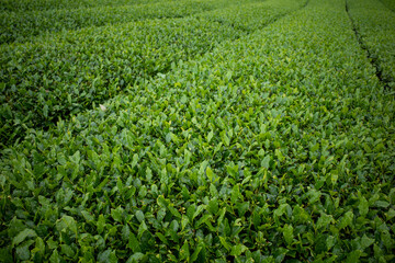 茶畑の風景