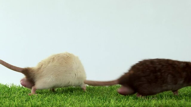 Two dumbo rats on green grass and white background play and eat together. Pets play together. Friends are animals. Place for your text. black, white Siamese rodent.