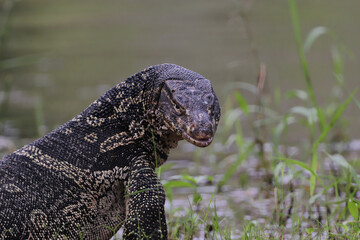 lizard on a rock