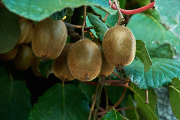 Kiwi fruit crops