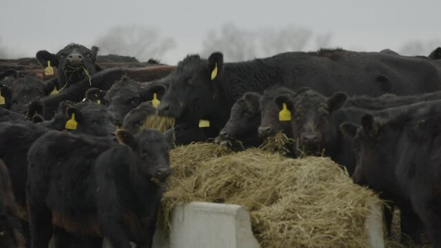 Slow motion of a tight herd of heifer cows as they eat hay from a trough and chew while staring at the camera