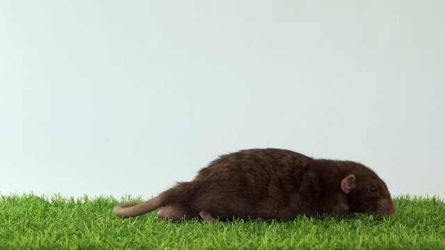 Black rat Dumbo on a white background runs on green grass. A small rodent sits large in the frame. Long pet tail. Runs and leaves the frame.