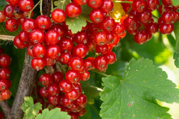 The Branch of the red currant on background green sheet.