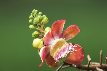 red and yellow flower