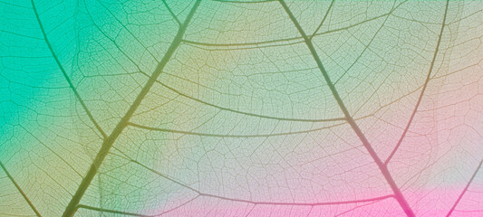Colorful skeleton leaf leaves with a transparent shape  Look abstract from nature with a beautiful background in ultraviolet color for text