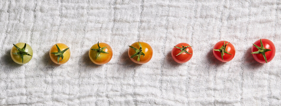 Row of cherry tomatoes from unripe to ripe