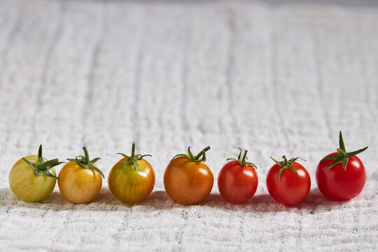 Row of cherry tomatoes from unripe to ripe