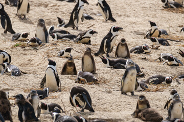 Penguins in Simons Town, Western Cape, South Africa. Boulders beach.