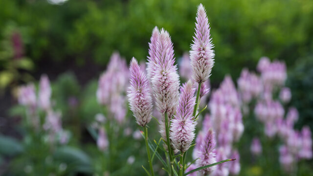Details, close up of a Wheat Celosia Flamingo Feather 
