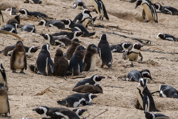 Obraz premium Penguins in Simons Town, Western Cape, South Africa. Boulders beach.