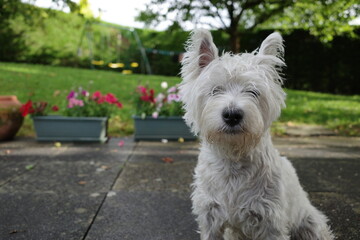 Le westie et les fleurs