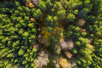 Directly above aerial drone full frame shot of green emerald pine forests and yellow foliage groves with beautiful texture of treetops. Beautiful fall season scenery. Mountains in autumn golden colors