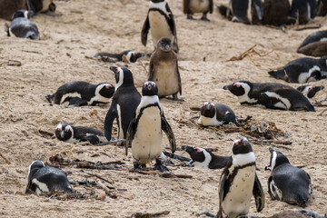 Penguins in Simons Town, Western Cape, South Africa. Boulders beach.